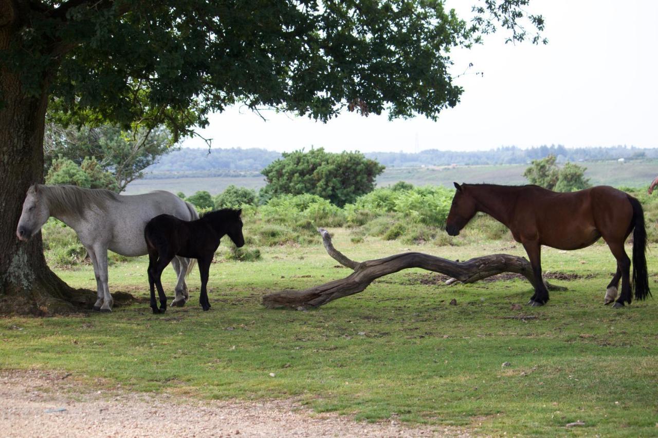 Avondale New Forest Godshill  Exterior photo